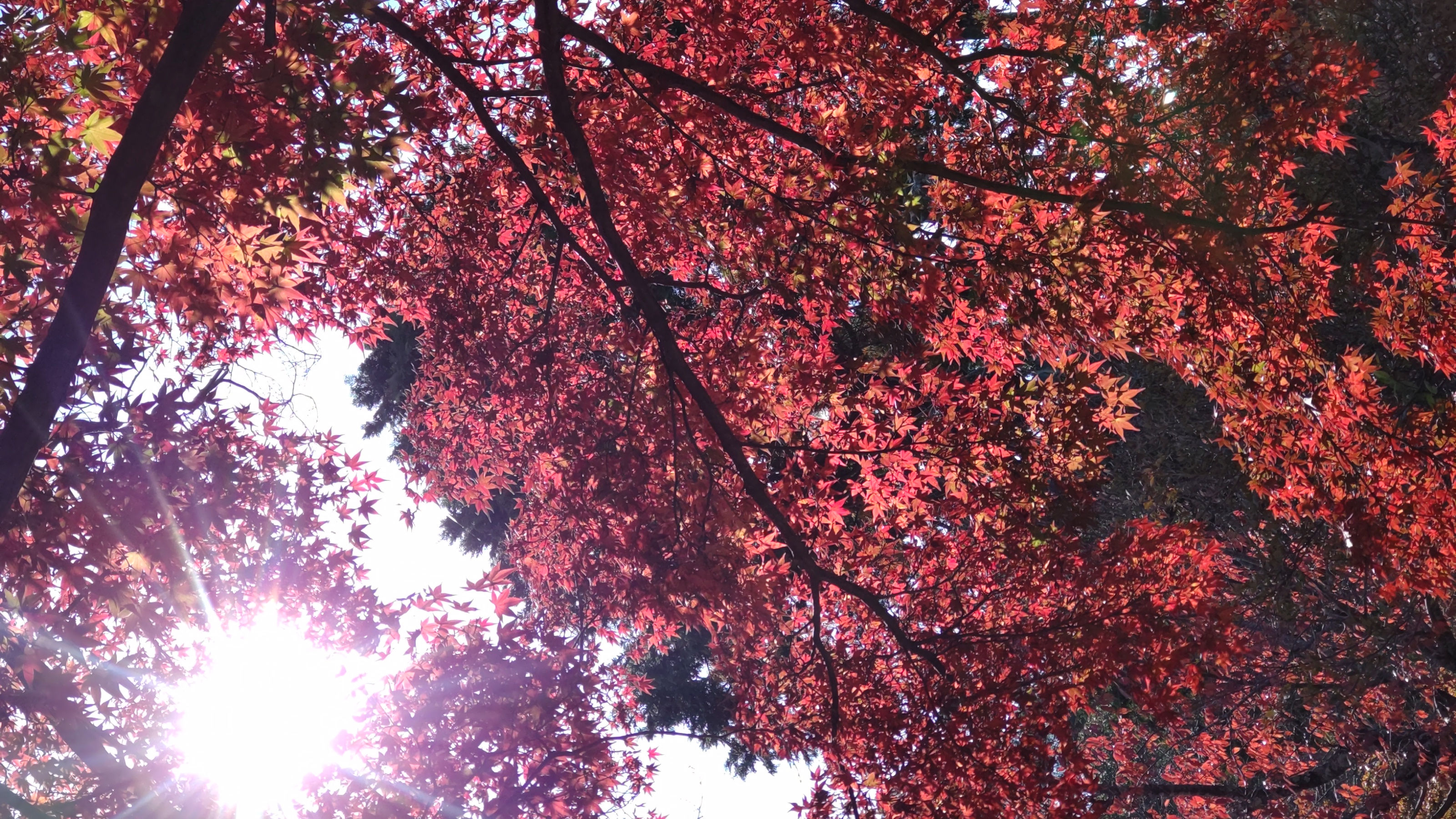 HORIZON_0001_BURST20251124130711784_COVER